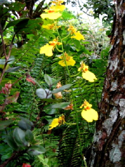 oncidium